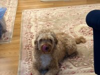 Maltipoo viski