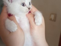 British golden ve shorthair yavrularımız