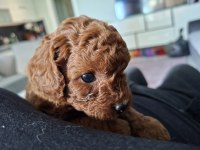 Anne yanından orjinal poodle yavru