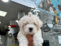 Maltese Terrier Köpeğimiz