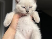 Dünyalar tatlısı çok sevecen scottish fold cinsi kedimiz