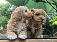 0 numara eğitimli maltipoo yavrularımız