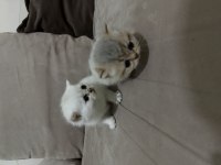 Bayram şeker kedilerim minik dostlarımız