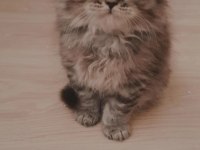 British longhair
