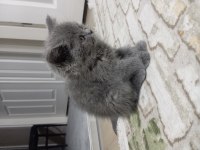 Yavru British Shorthair