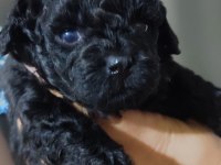 Siyahın En Zarif Hali Poodle