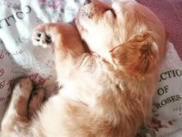 2.5 aylık maltipoo cinsi yavru köpek