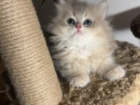 British Longhair Ay12 İkiz Erkek Dişi Kardeşler