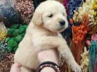 Baby Face Golden Retriever Bebekler