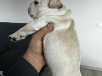 MASMAVİ GÖZLÜ BEBEK GİBİ FRENCH BULLDOG YAVRULAR