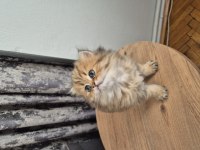 ACİL SAHİPLENDİRME KEDİLER