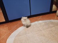 British shorthair bebekler