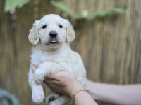 Bebek Surat Golden Retriever Erkek ve Dişi Yavrular