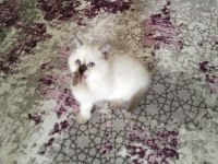 Aşık Olacağınız Sevimli Bebek Kediler
