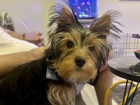 Yorkshire Terrier 5 Aylık