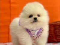 Safkan pomeranian yavrular