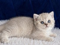 British shorthair silver yavrular