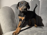Orjinal Doberman