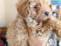 Maltipoo yavrular