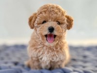 Kg Garantili Kore Maltipoo