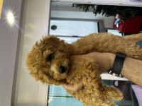 2.5 aylık safkan toy poodle