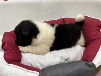 Show kalite Amerikan Akita yavruları