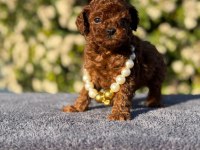 Kore kan poodle yavrularım