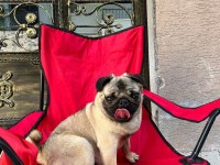 (Uygun) Yakışıklı pug oğlan ODİN