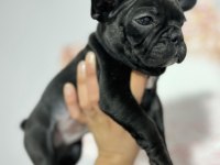 ÜST KALİTE FRENCH BULLDOG BEBEKLER