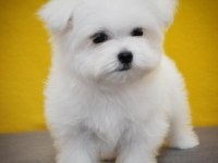 Tea cup kore kan maltese petmode den