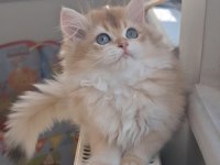 British Longhair Golden Ny12