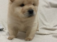 Chow chow köpeği yavrular