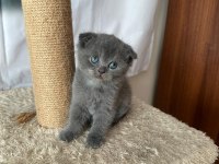 Scottish fold british shorthair ve longhair yavrular