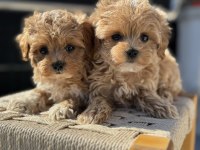 En güzel maltipoo yavrular ziyarete açık