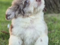 Trde nadir bulunan irklardan ausiee doodle yavrumuz