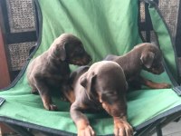 Kızıl Doberman Yavruları