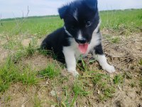 Border collie yavrusu