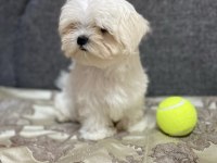0 numara antialerjik Maltese bebekler