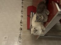 Yakışıklı güzel gözlü british shorthair oğlum