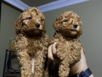 Ev Doğumu Toy Poodle Bebekler