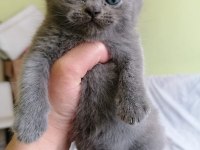 Scottish fold yavruları