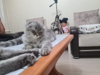 Scottish Fold Longhair
