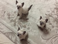 Çok Tatlı Yavru Siyam Kedileri Adana Masmavi Gözlü