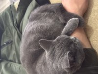Ücretsiz sahiplendirme british shorthair acil
