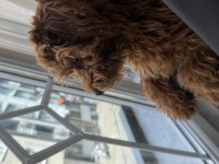 Toy poodle erkek yavru 7 aylık