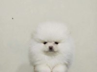 Kar Beyaz Üst Kalite Teddy Bear Pomeranian Boo