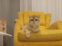 British shorthair kedilerimiz