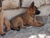 Orjinal Saf Kan Malinois