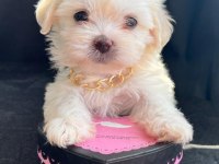 Sevimli maltipoo yavrular