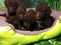 IRK VE SAĞLIK GARANTİ LAGOTTO YAVRULARIMUZ